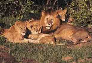 familia-de-leones